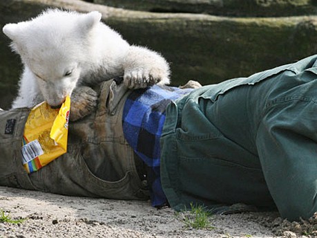 Eisbär, Knut, AFP
