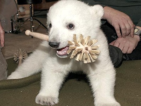 Eisbär Knut, Reuters