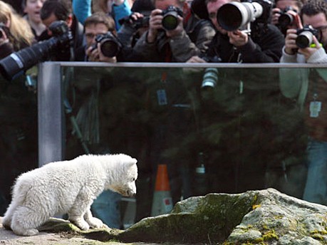 Eisbär Knut; AFP