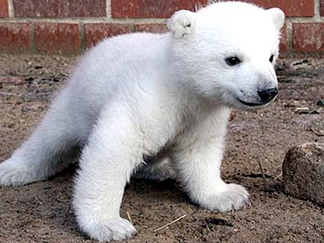 Eisbär Knut, ddp