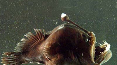 Serie: Bio bizarr (7): Tiefsee-Anglerfische sehen nicht nur bizarr aus. Viele haben auch ein erstaunliches Sexualverhalten.