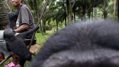 Umweltschutz im Kongo: Das Lola-Ya-Bonobo-Tierheim bei Kinshasa. Die Bestände von Wildarten sind im Kongo gefährlich geschrumpft.
