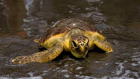 Schildkröten auf Zakynthos: Die Unechte Karettschildkröte ist vom Aussterben bedroht und steht unter dem Schutz des Washingtoner Artenschutzabkommens.