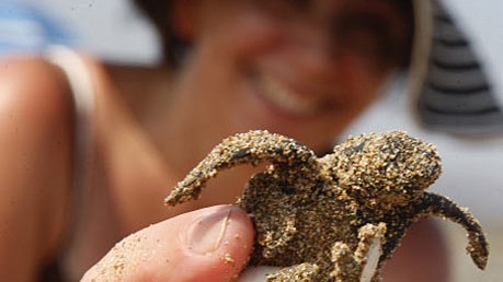 Schildkröten auf Zakynthos: Die Weibchen suchen zum Ablegen ihrer Eier den Strand, an dem sie geschlüpft sind.