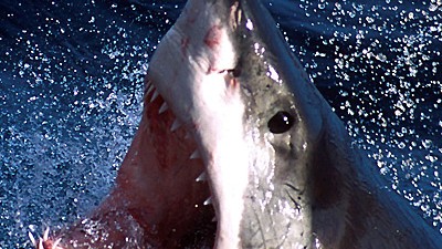 Australien: Vor der Küste Australiens ist erneut  ein Surfer von einem Hai angegriffen worden, der beim Kampf mehrere  Zähne im Bein seines Opfers ließ.