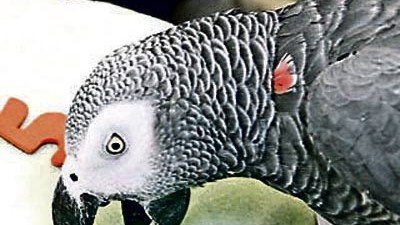 Nachruf auf einen Vogel: Papagei Alex benannte Farben, bildete Sätze und beschwerte sich eloquent bei seinem Forscherchen.