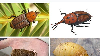 Aggressiver Schädling: Der Palmenrüssler oder auch Roter Palmen-Rüsselkäfer genannteRhynchophorus ferrugineusals Käfer (oben), als Puppe im Kokon und als Larve (unten rechts).