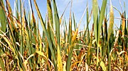 Trockenheit im Norden: Eine Dürreperiode im Frühsommer 2007 ließ diesem Getreidefeld im brandenburgischen Manschnow keine Chance zum Gedeihen.