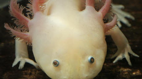 Axolotl, Helene Hegemann; dpa