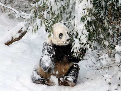 Panda Tai Shan im Zoo von Washington;AFP