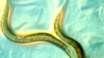Altersforschung: Drei Wochen lebt Caenorhabditis elegans normalerweise. Die Wissenschaftler erhöhten die Lebenserwartung um bis zu 60 Prozent.