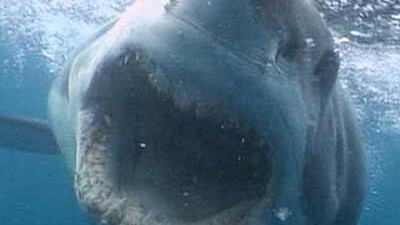 Hai-Attacke vor Kapstadt: Vor Kapstadt hat ein großer Hai im seichten Wasser einen Mann angegriffen und getötet.