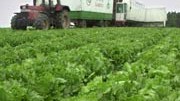 Ernährung: Ein Salatfeld im mecklenburgischen Gresse