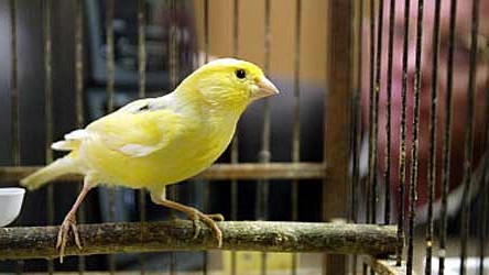 Tierreich: Stimmwunder: Kanarienvögel-Männchen beherrschen komplexe Melodien.