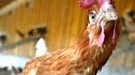 Vogelgrippe-Opfer in Thailand: Wegen Vogelgrippe-Gefahr muss dieses bayerische Huhn im Stall bleiben - die EU berät über weitere Maßnahmen zur Bekämpfung der Seuche.