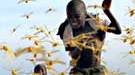 Junge Senegalesen rennen durch die Heuschrecken
