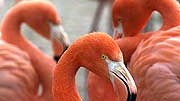 Flamingos; ddp
