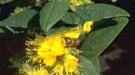 Pflanzliches Medikament: Das Johanniskraut mit seinen leuchtend gelben Blüten hilft Patienten mit Depressionen.