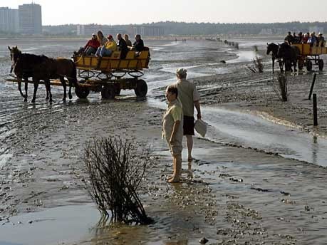 Das Wattenmeer soll UNESCO-Welterbe werden, dpa