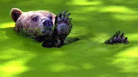 Ganz schön wild: Ein Braunbär nimmt ein Bad in einem mit grüner Entengrütze bedeckten Wasserbecken.