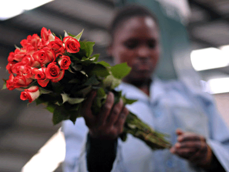 Kenia, Rosen, Blumenfarm, AFP