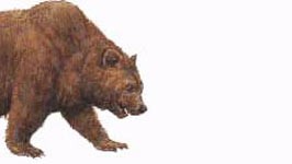 Eiszeitliches Massensterben: Der Höhlenbär war in seiner Ernährung nicht so flexibel wie der Braunbär. Ist er deshalb ausgestorben?