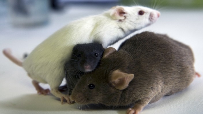 Mausforschung zu proteinreicher Ernährung