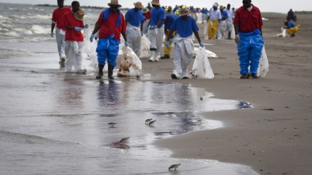 Sanderlings feed as BP workers search beach for up tar balls from Deepwater Horizon oil leak, along beach in Grand Isle, Louisiana