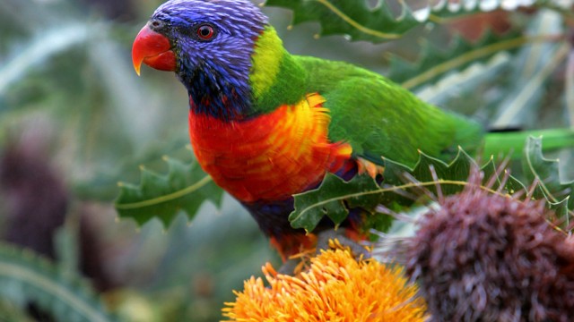 Beschwippste Papageien in Australien: Hunderte dieser possierlichen Tiere - Loris oder Honigpapageien genannt - fallen derzeit im nordaustralischen Palmerston vom Himmel und versetzen Tierärzte und Einwohner in Sorge.