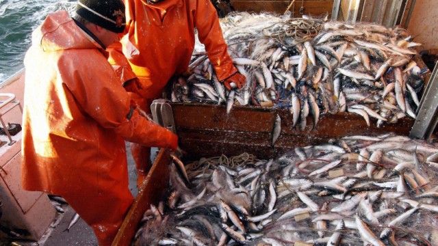 Ministerium kuendigt Entlastungen fuer Heringsfischer an