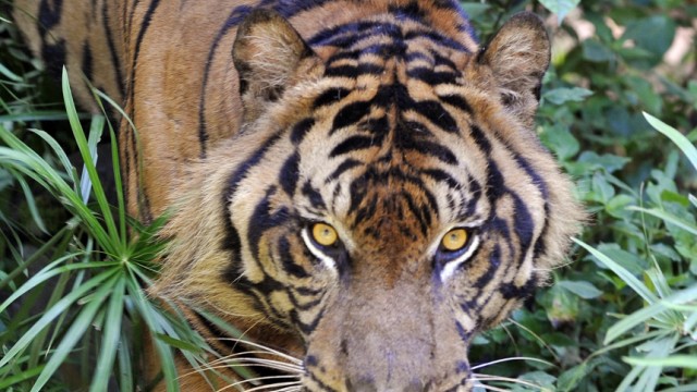 Tiger, AFP