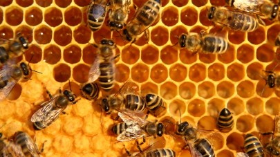 Biene, Bienen, Honig, Waben