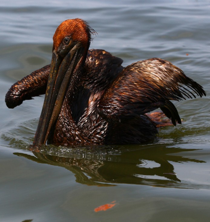 Gulf Oil Spill Spreads, Damaging Economies, Nature, And Way Of Life