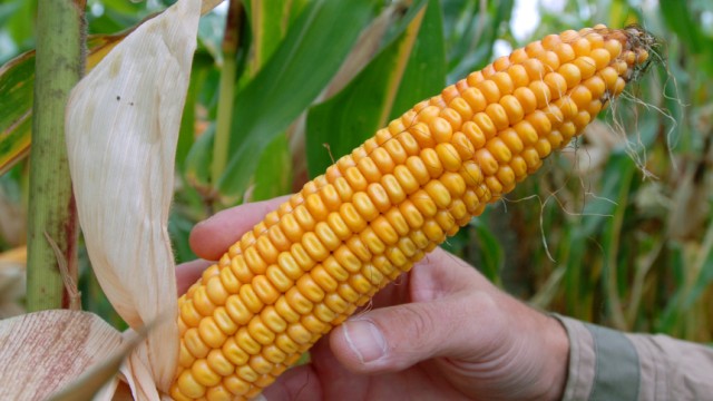 Genmais: Fünf Landwirten ist gentechnisch belasteter Mais verkauft worden.
