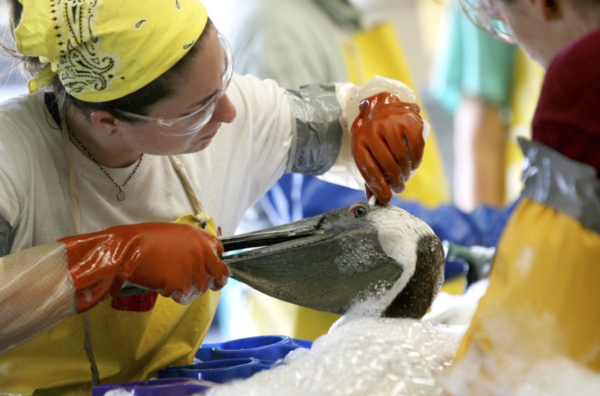 Volunteer Cassen Pulaski cleans the eye of an oiled brown pelican at a rescue center at a facility set up by the International Bird Rescue Research Center in Fort Jackson, Louisiana