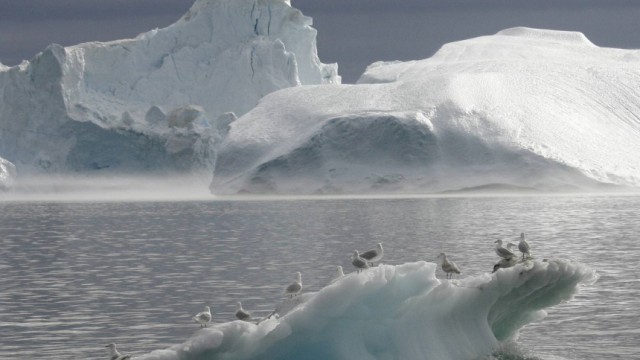 Kinderdienst: In der Arktis leben mehr Tiere