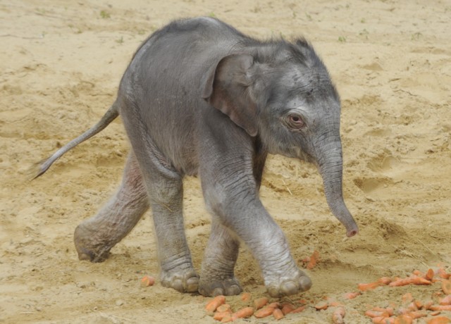 Elefanten-Nachwuchs im Zoo Hannover