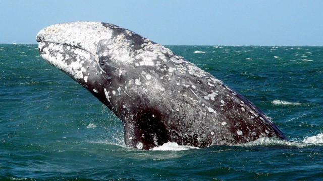 Walfang-Tagung in Madeira