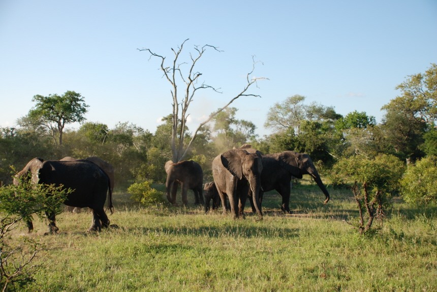 Südafrika, Safari, Tiere