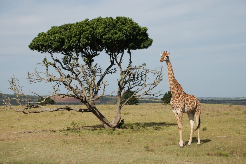 Südafrika, Safari, Tiere