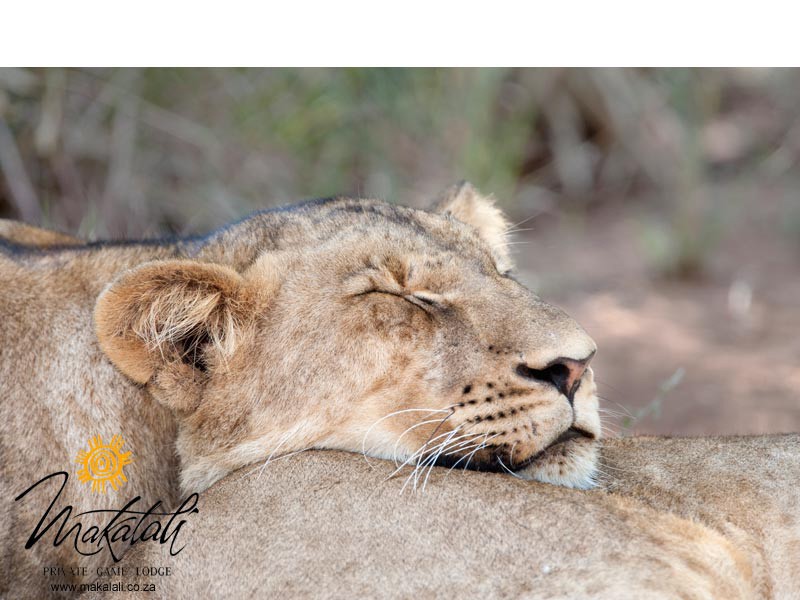 Makalali Game reserve Safari Privatreservat Südafrika