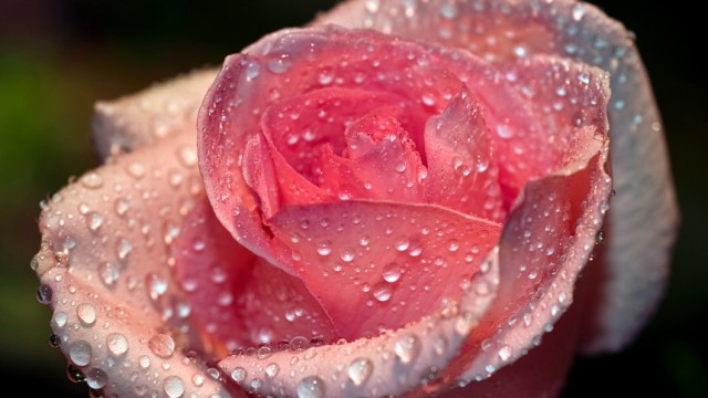 Betörende Blume: Die Rose in der Kosmetik