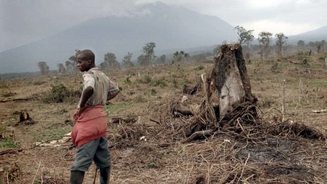 Zerstörte Urwald im Viruga Nationalpark, 2004
