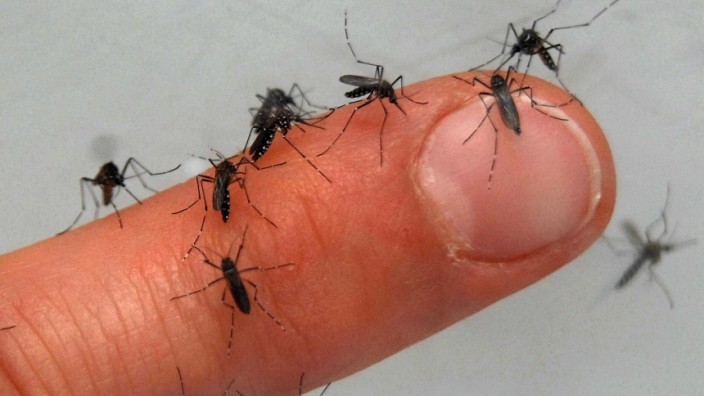 Stechmückenplage am Chiemsee
