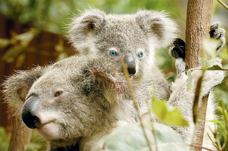 blauäugiger Koala