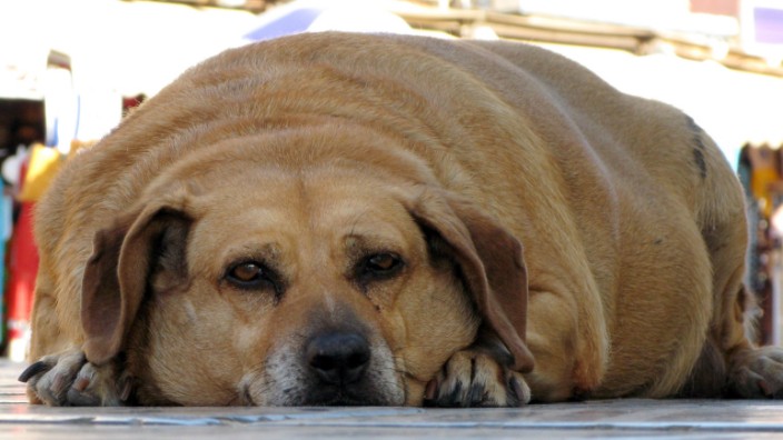 Ach du dicker Hund! Übergewichtige Vierbeiner wieder in Form brin