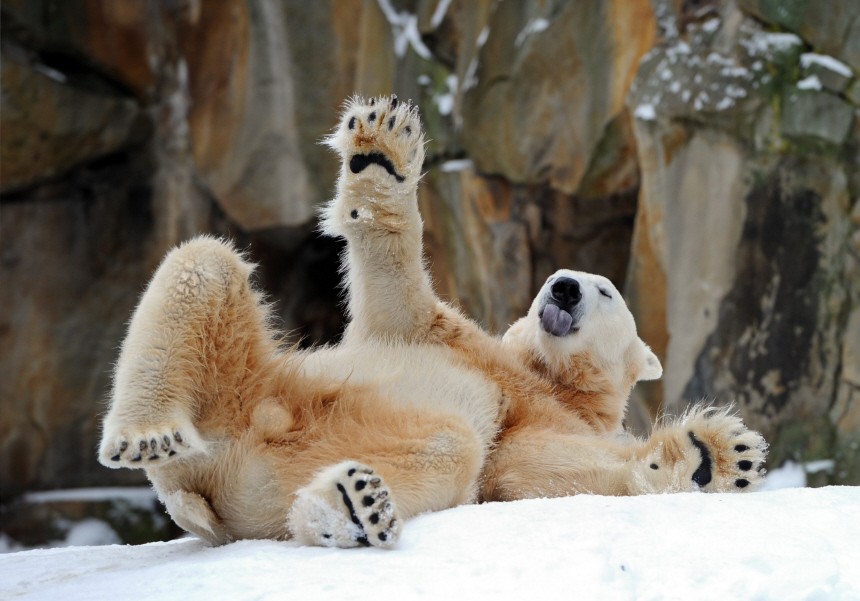 Zoo setzt auf Knut-Nachwuchs