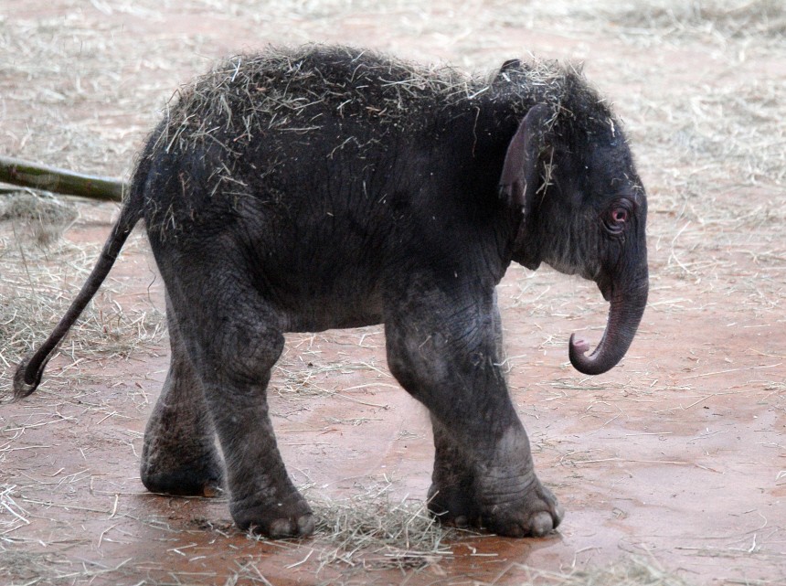 Elefantennachwuchs im Koelner Zoo