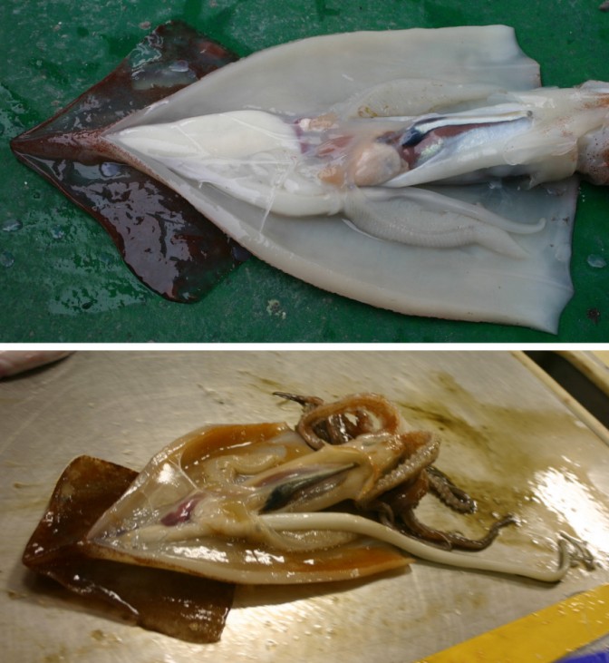 Tiefsee-Tintenfisch mit Super-Penis entdeckt