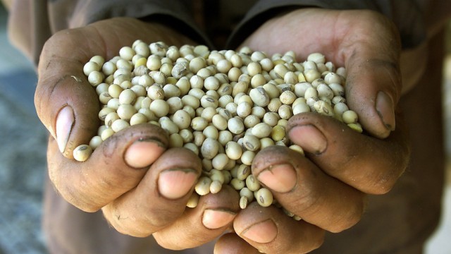 A Romanian farmer shows genetically modified soybeans in the village of Varasti